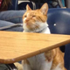 Illustration for article titled Bubba the Cat Is a Wonderful Student